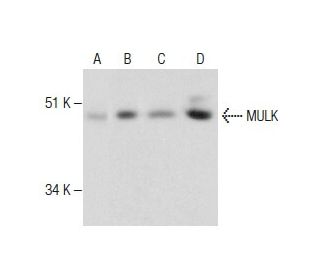 MULK Antibody (F-3) - Western Blotting - Image 281169