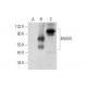 MUM1 Antibody (D-11) - Western Blotting - Image 318532