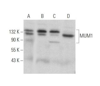 MUM1 Antibody (D-11) - Western Blotting - Image 372020 