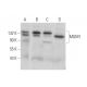 MUM1 Antibody (D-11) - Western Blotting - Image 372020 