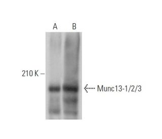 Munc13-1/2/3 Antibody (32) - Western Blotting - Image 329740 