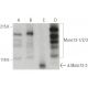 Munc13-1/2/3 Antibody (32) - Western Blotting - Image 396379