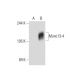 Munc13-4 Antibody (C-12) - Western Blotting - Image 134731