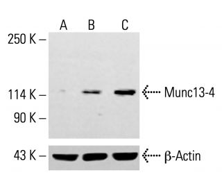Munc13-4 Antibody (C-2) - Western Blotting - Image 413913 