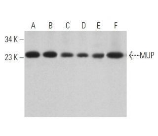 MUP Antibody (F-3) - Western Blotting - Image 363528 