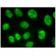 immunofluorescence image from recommended MuRF1 (C-11) monoclonal antibody replacement. Image 323477