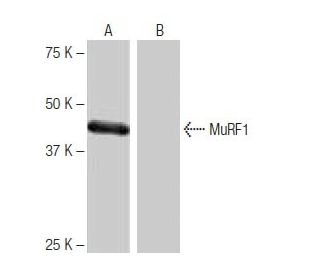 MuRF1 Antibody (SW-53) - Western Blotting - Image 65011