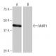 MuRF1 Antibody (SW-53) - Western Blotting - Image 65011