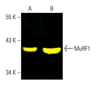 MuRF1 Antibody (C-11) - Western Blotting - Image 404187