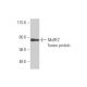 MuRF2 Antibody (1A1) - Western Blotting - Image 350310