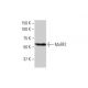 MuRF2 Antibody (1A1) - Western Blotting - Image 352221 
