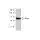 MuRF2 Antibody (1A1) - Western Blotting - Image 352222 