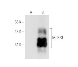 MuRF3 Antibody (B-2) - Western Blotting - Image 66097