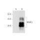 MuRF3 Antibody (B-2) - Western Blotting - Image 66097
