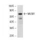 MUS81 Antibody (2G10/3) - Western Blotting - Image 11006 