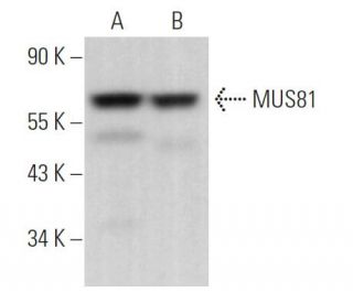 MUS81 Antibody (2G10/3) - Western Blotting - Image 363762 
