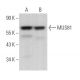 MUS81 Antibody (2G10/3) - Western Blotting - Image 363762 