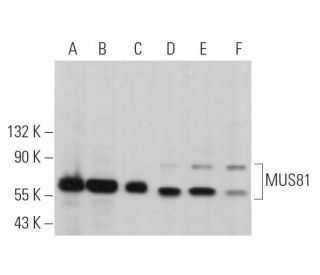 MUS81 Antibody (B-12) - Western Blotting - Image 363733 