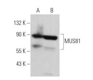MUS81 Antibody (MTA30 2G10/3) - Western Blotting - Image 363732 