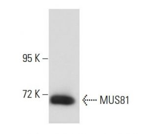 MUS81 Antibody (MTA30 2G10/3) - Western Blotting - Image 54637