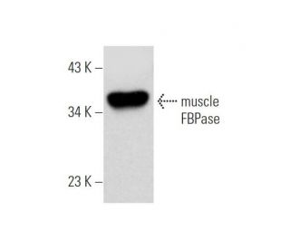 muscle FBPase Antibody (E-11) - Western Blotting - Image 319535 