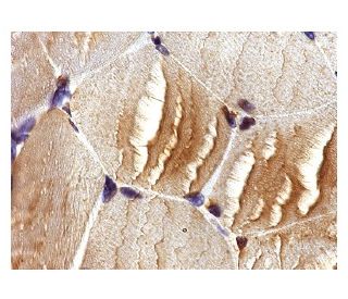 muscle FBPase Antibody (G-1) - Immunohistochemistry - Image 142982 