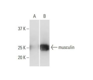 western blotting image from recommended musculin (4D7) monoclonal antibody replacement. Image 352172