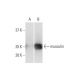 western blotting image from recommended musculin (4D7) monoclonal antibody replacement. Image 352172