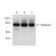 Muskelin Antibody (C-12) - Western Blotting - Image 309502