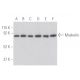 Muskelin Antibody (C-12) - Western Blotting - Image 398113 