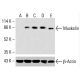 Muskelin Antibody (C-12) - Western Blotting - Image 415565