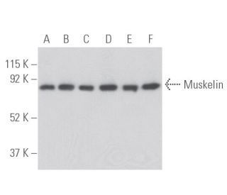 Muskelin Antibody (C-12) - Western Blotting - Image 398113