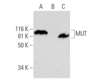 MUT Antibody (D-1) - Western Blotting - Image 291855 