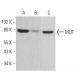 MUT Antibody (D-1) - Western Blotting - Image 379414