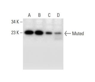 Muted Antibody (F-4) - Western Blotting - Image 297602 