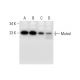 Muted Antibody (F-4) - Western Blotting - Image 297602 