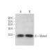 Muted Antibody (F-4) - Western Blotting - Image 372458