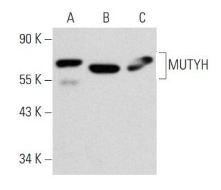 MUTYH Antibody (C-6): sc-374571