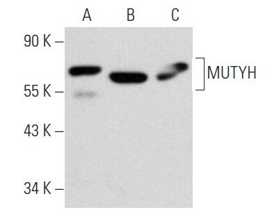 anti mutyh antibody c 6