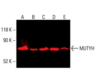 MUTYH Antibody (C-6) - Western Blotting - Image 414707 