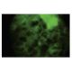 MVD Antibody (2B5) - Immunofluorescence - Image 35597