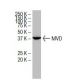 MVD Antibody (2B5) - Western Blotting - Image 33932 