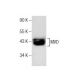 MVD Antibody (H-11) - Western Blotting - Image 164249