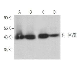 MVD Antibody (H-11) - Western Blotting - Image 371363 