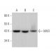 MVD Antibody (H-11) - Western Blotting - Image 371352 
