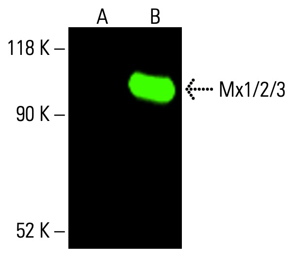 Mx1/2/3 Antibody (C-1) | SCBT - Santa Cruz Biotechnology
