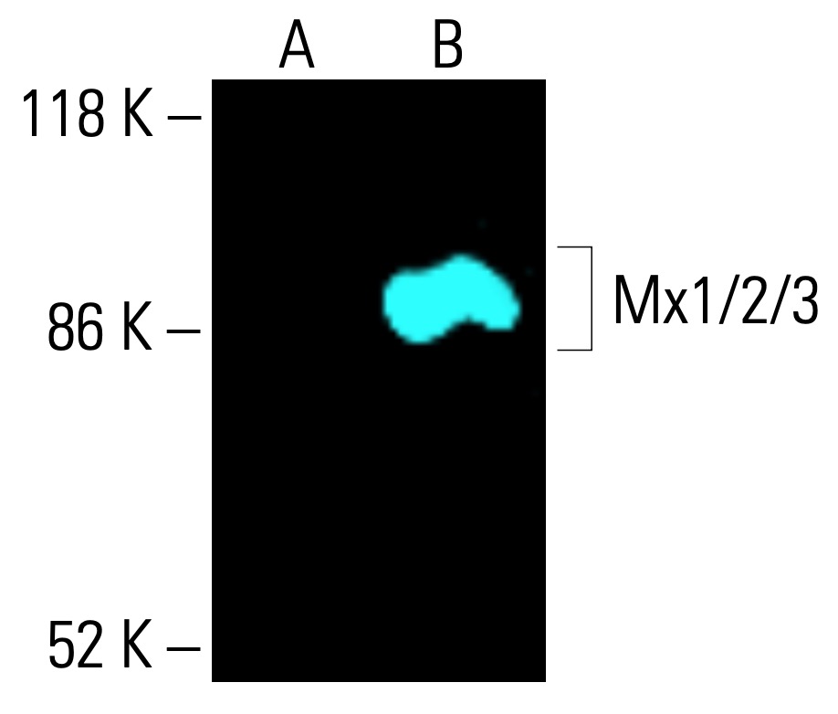Mx1/2/3 Antibody (C-1) | SCBT - Santa Cruz Biotechnology