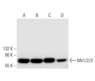 western blotting image from recommended Mx1/2/3 (C-1) monoclonal antibody replacement. Image 305792
