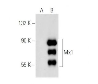 Mx1 Antibody (C-12) - Western Blotting - Image 144824 
