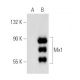 Mx1 Antibody (C-12) - Western Blotting - Image 144824 
